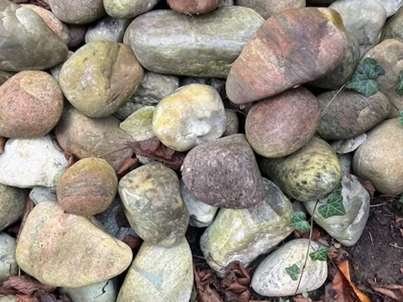 Billede 1 - Søsten kan afhentes gratis