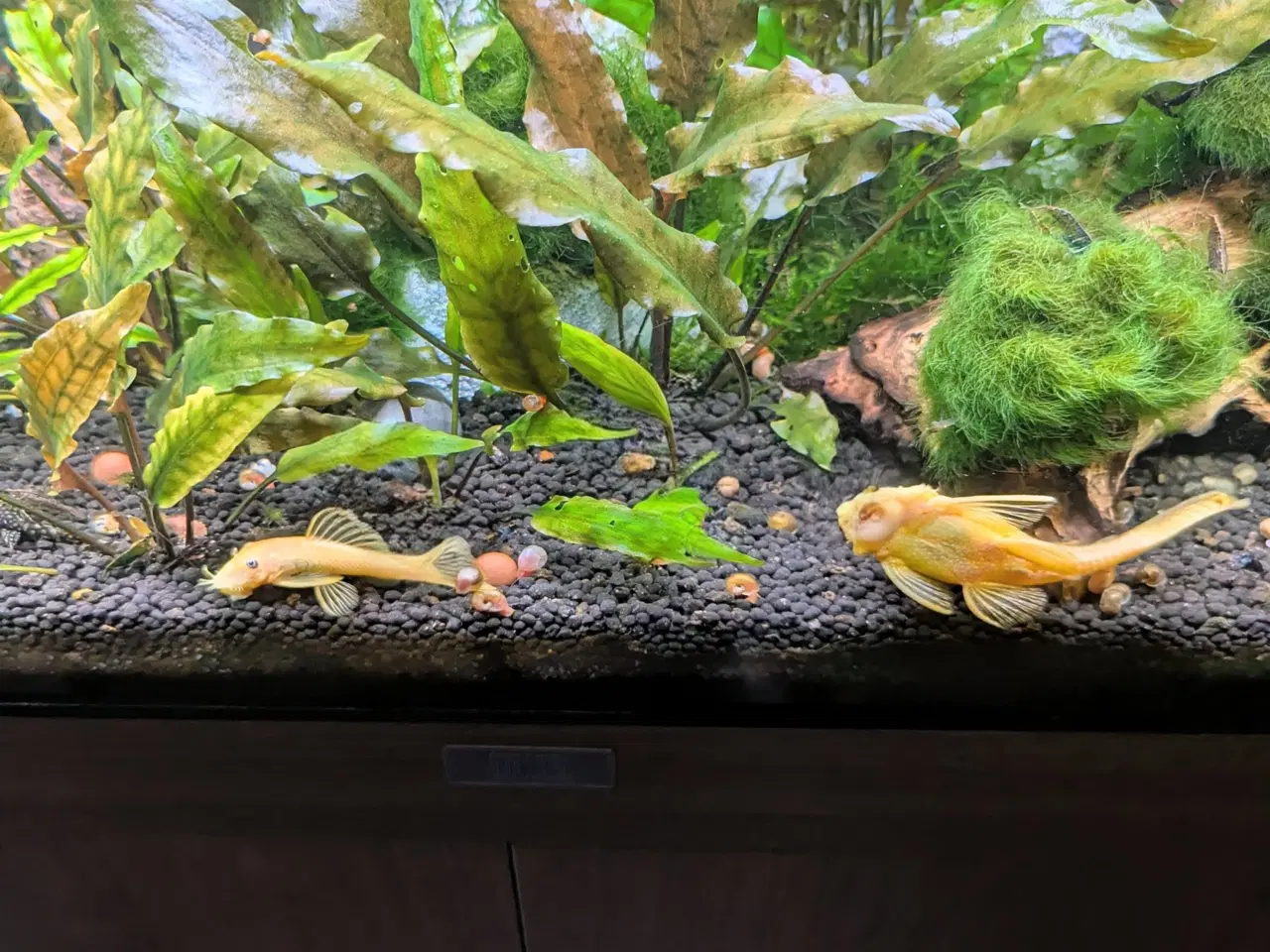 Billede 4 - Juwel akvarie 125L