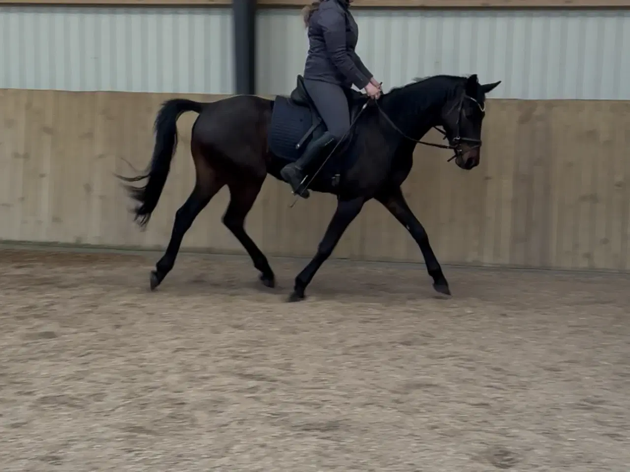 Billede 4 - Lille 4 års DV vallak 