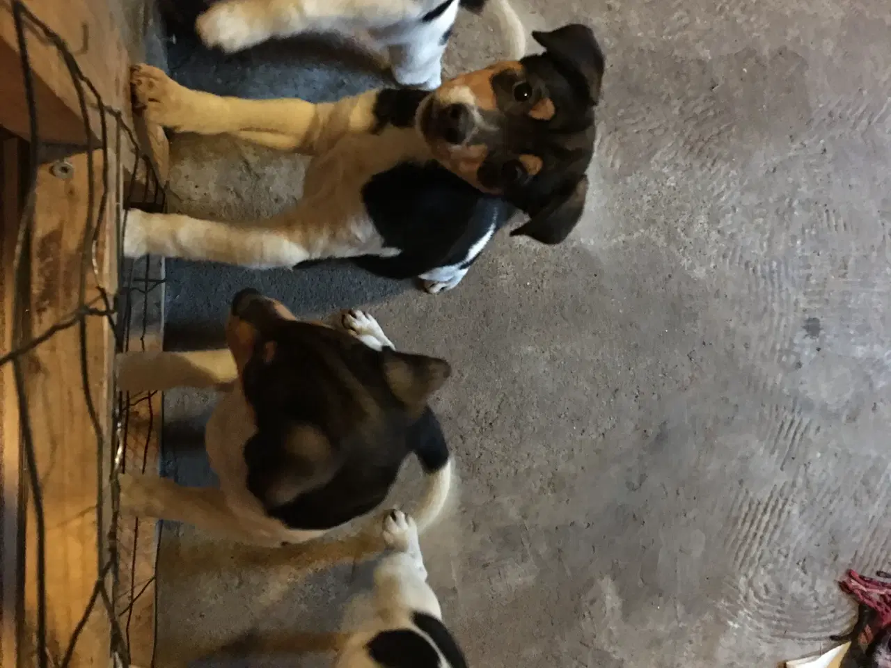 Billede 7 - Dansk Svensk Gårdhundehvalpe-4 han- og 2 tævehvalp