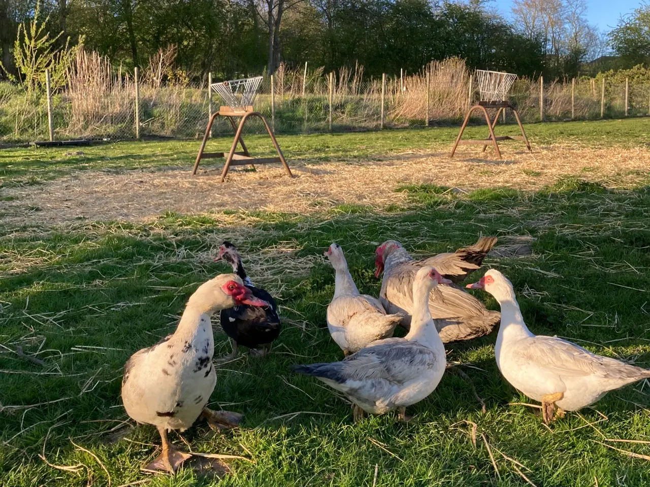 Billede 2 - Moskusænder og landænder