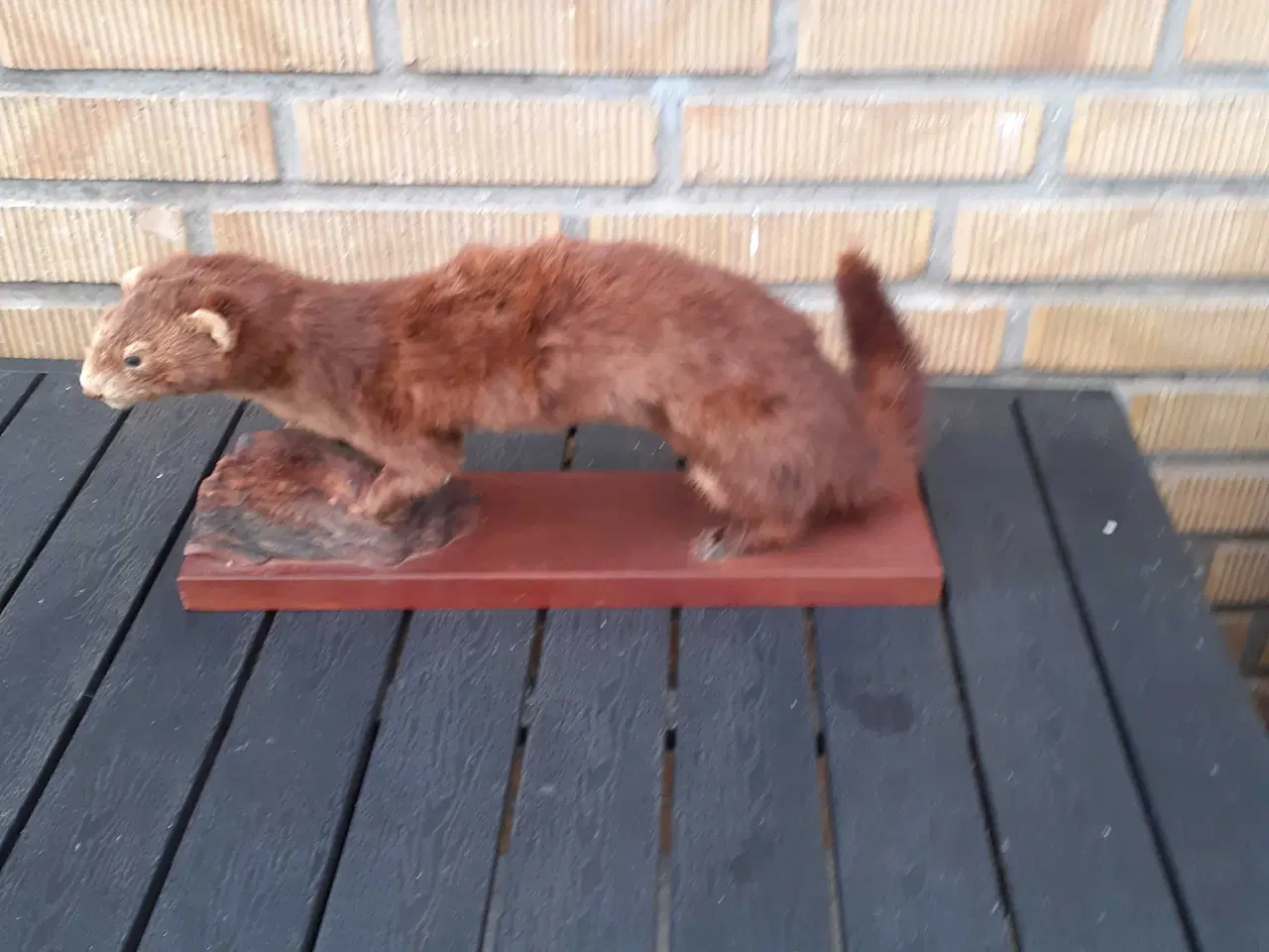 Billede 1 - Udstoppet dyr 