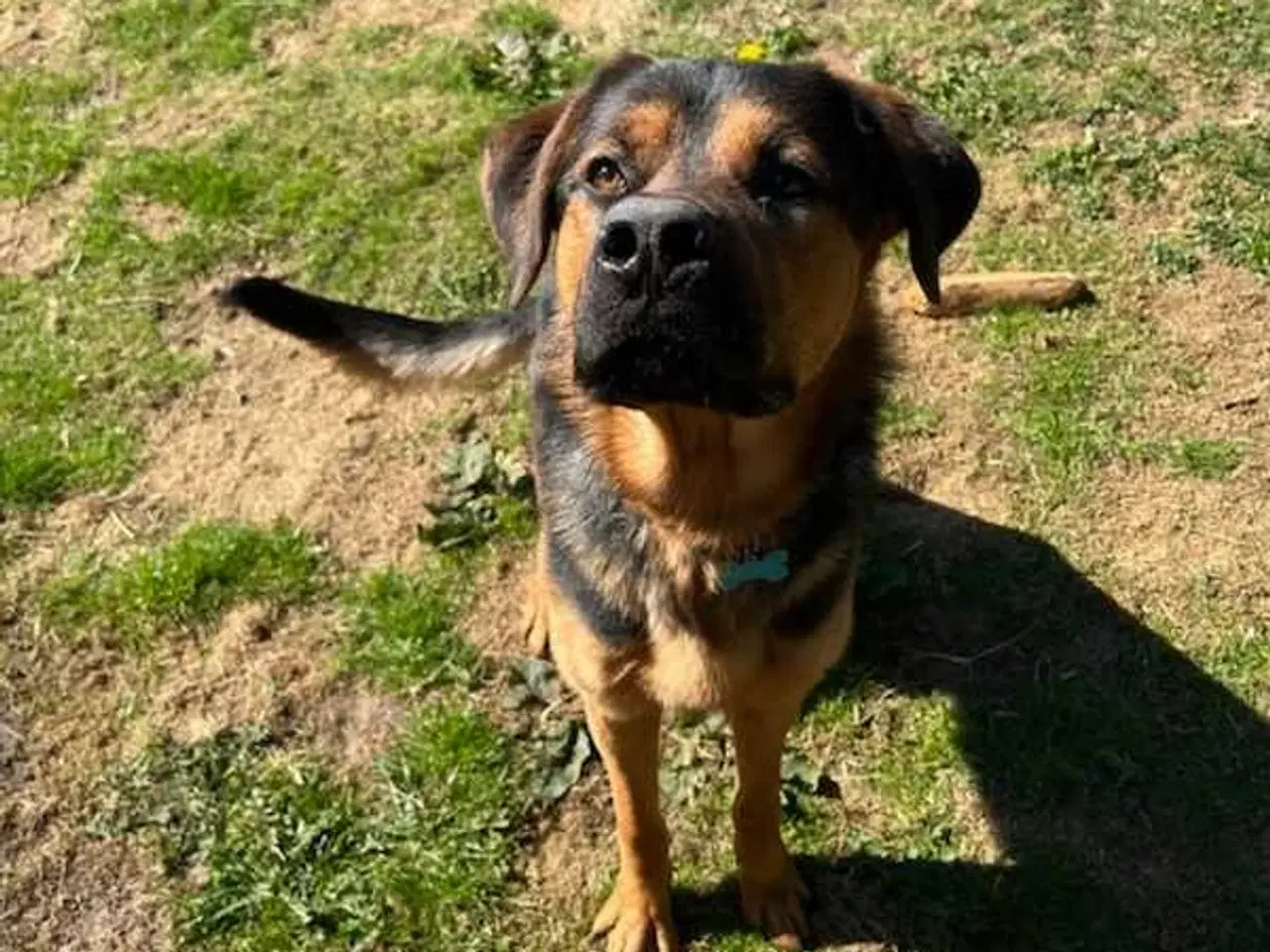 Billede 1 - Hund søger nyt hjem 