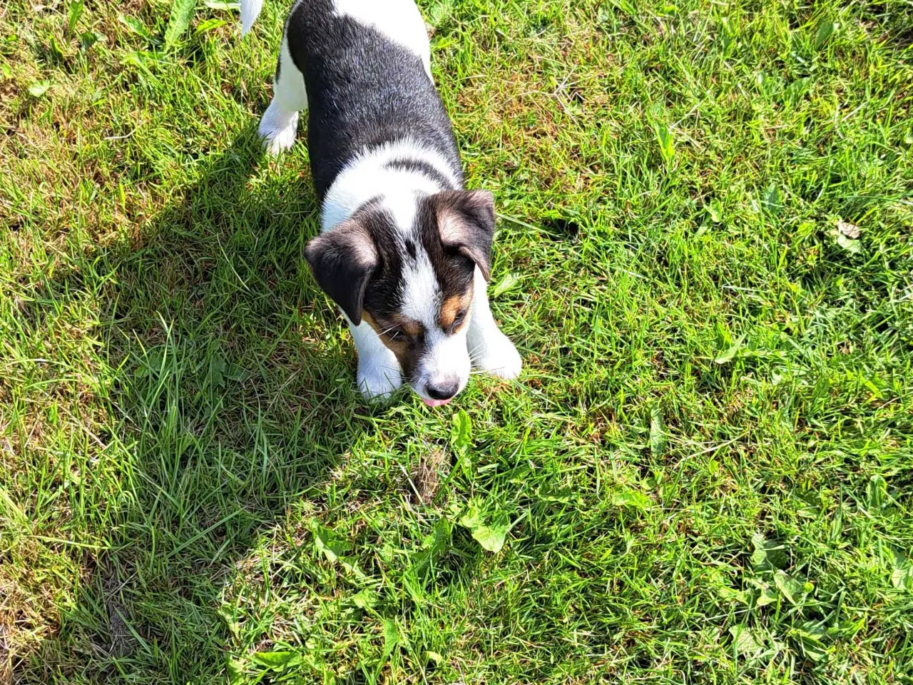 Billede 1 - Dansk/ Svensk gårdhundehvalpe