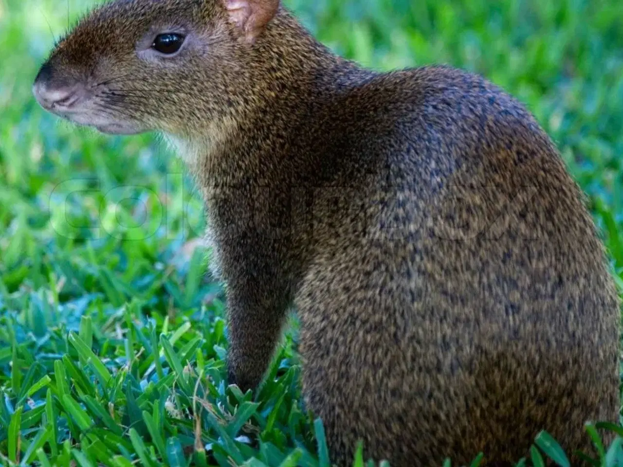 Billede 1 - Grøn Agouti