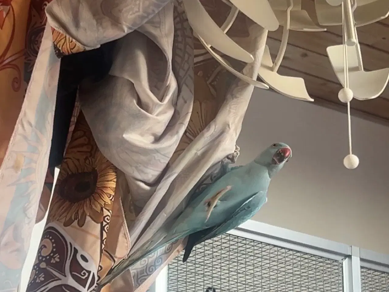 Billede 3 - Aleksander Parakit