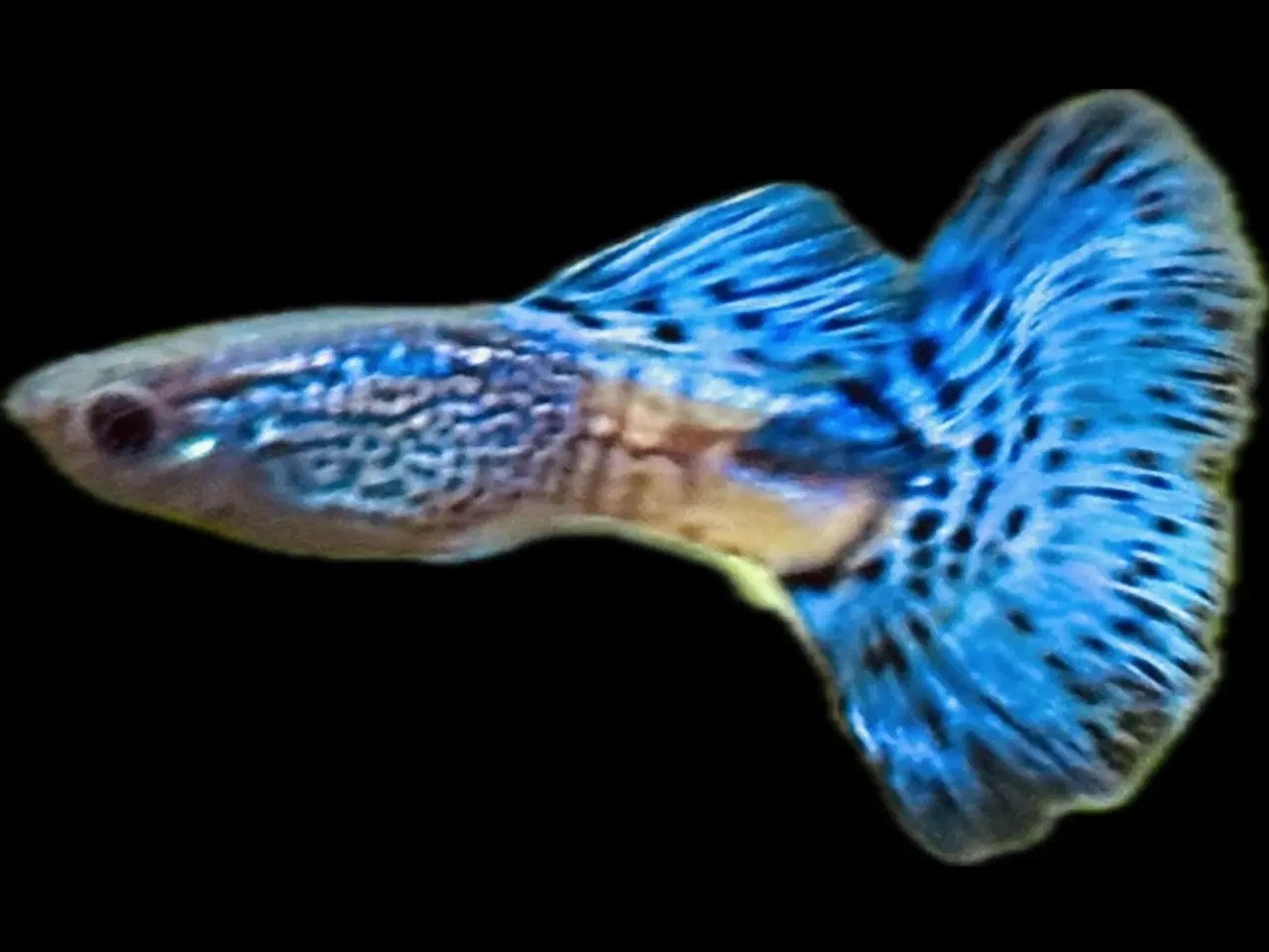 Billede 4 - Renstammede guppyer