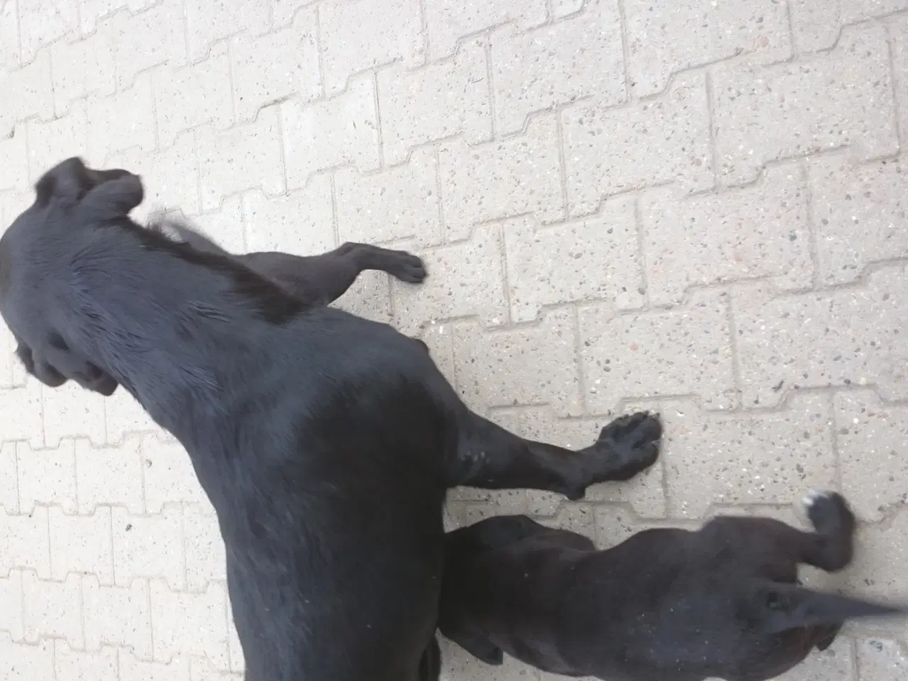Billede 4 - Labrador hvalpe 