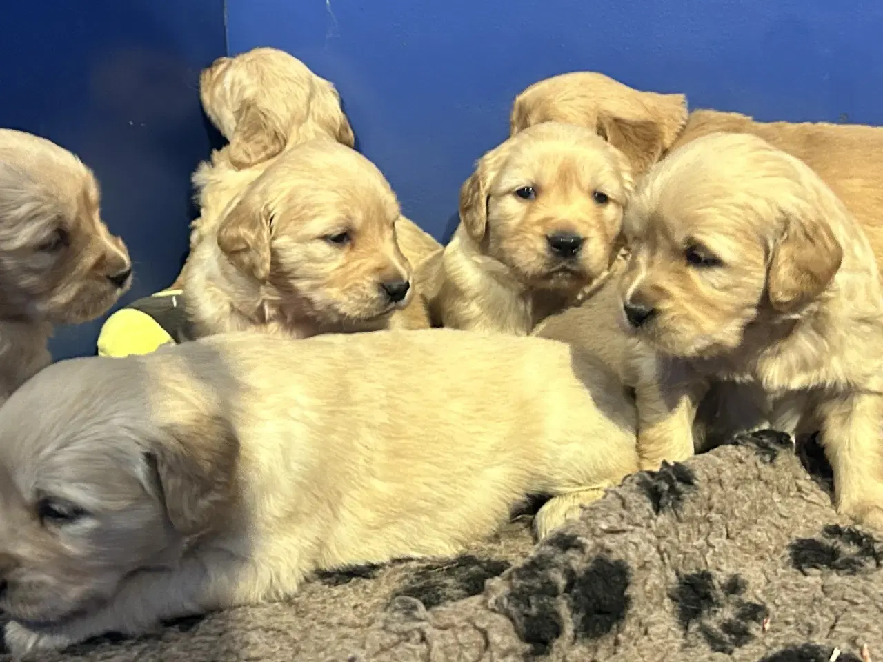 Billede 12 - Skønne Golden Retriever 