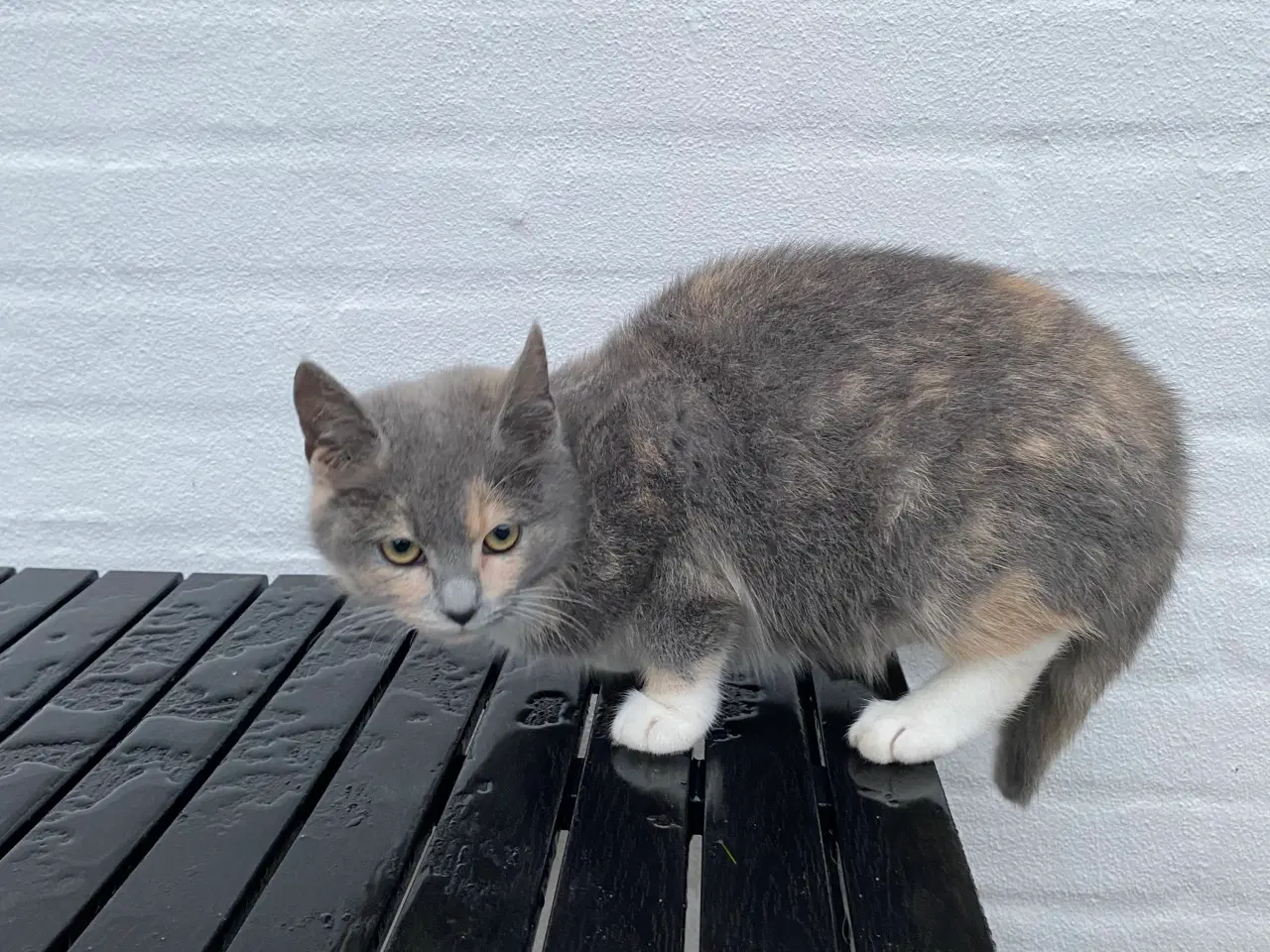 Billede 11 - Kattekillinger søger nyt hjem