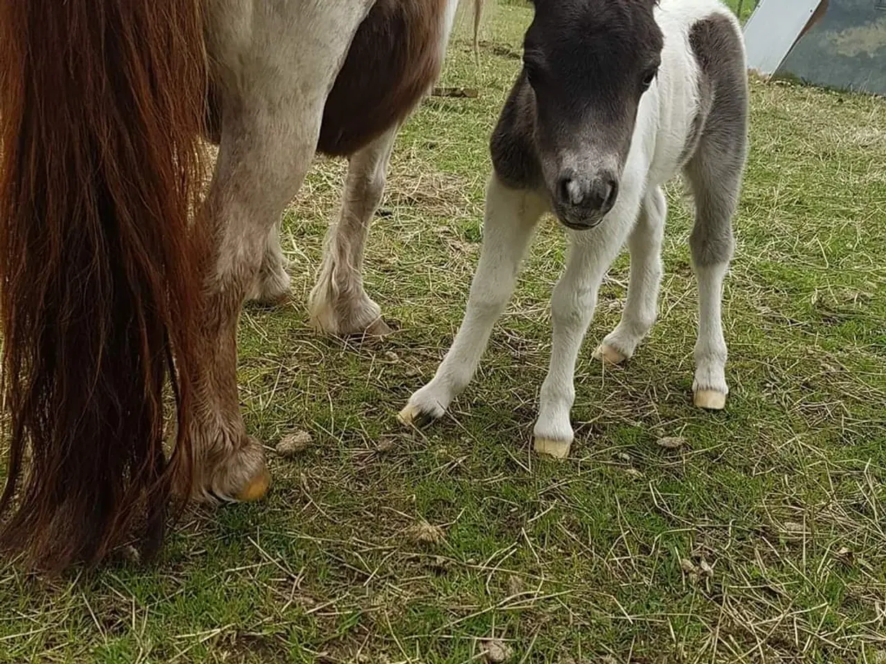 Billede 3 - Broget Miniature shetlænder.