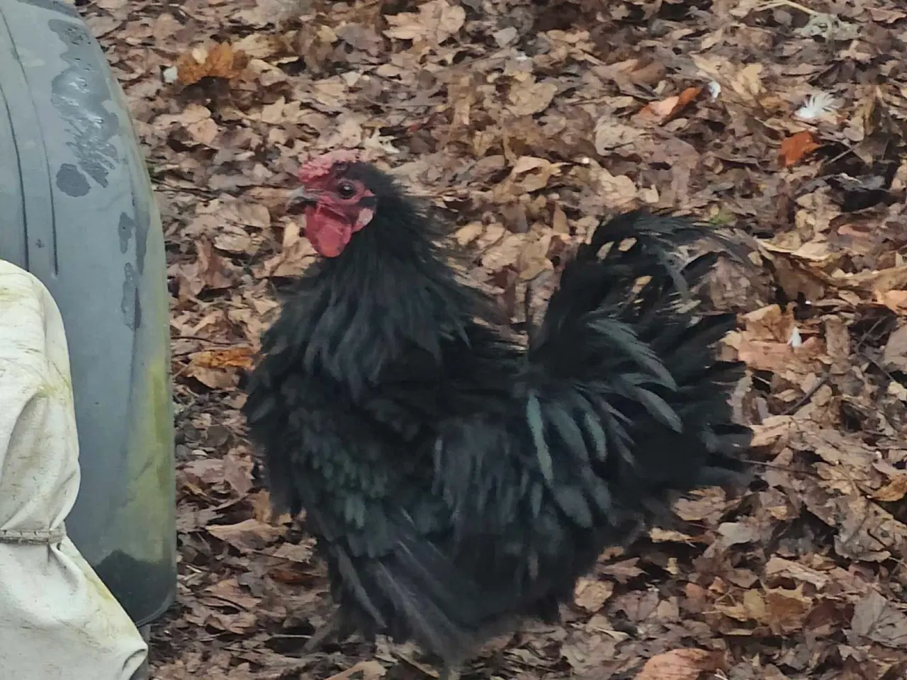 Billede 1 - 3 flotte haner 