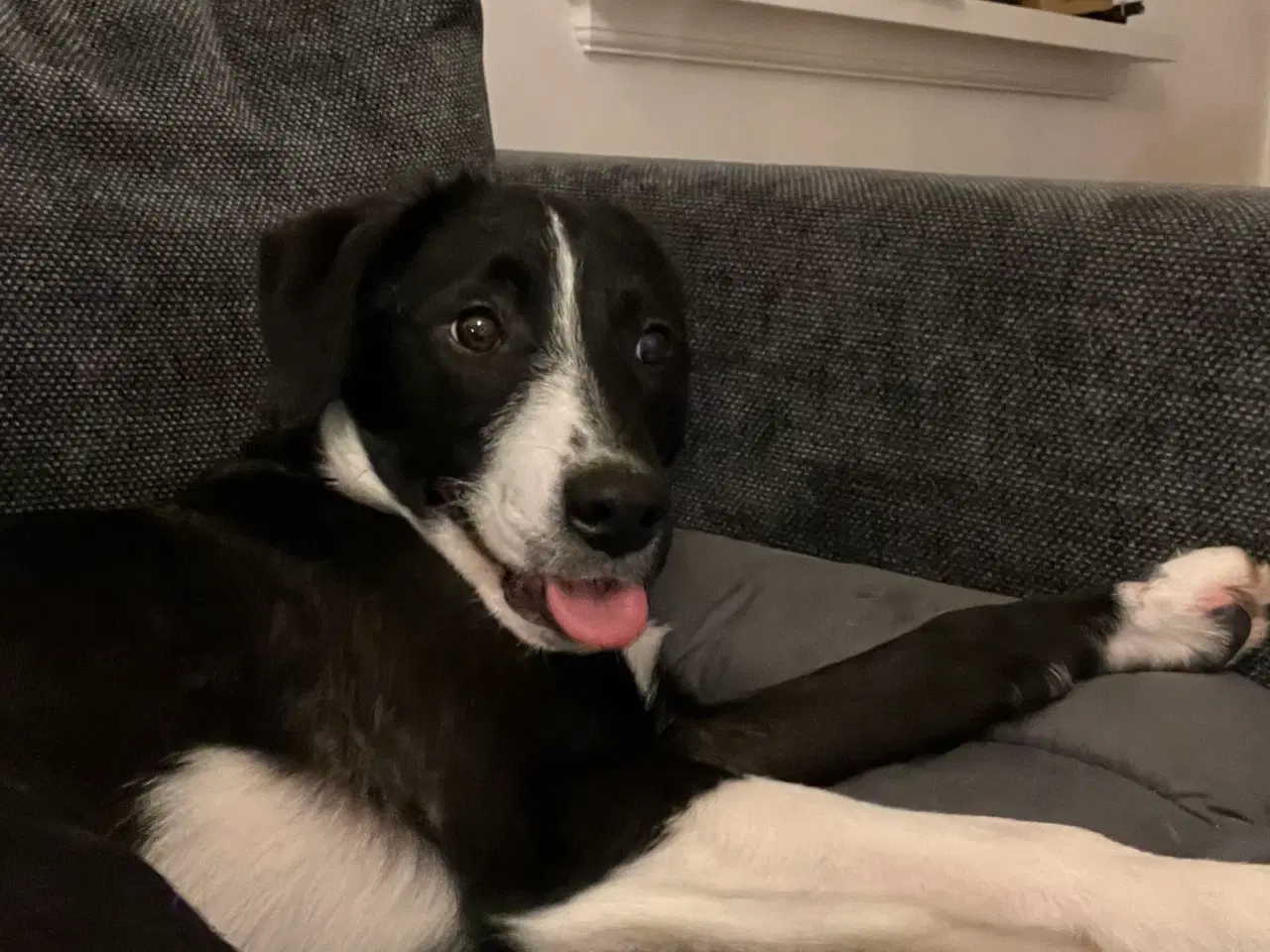 Billede 5 - Smukkeste lille pige søger familie