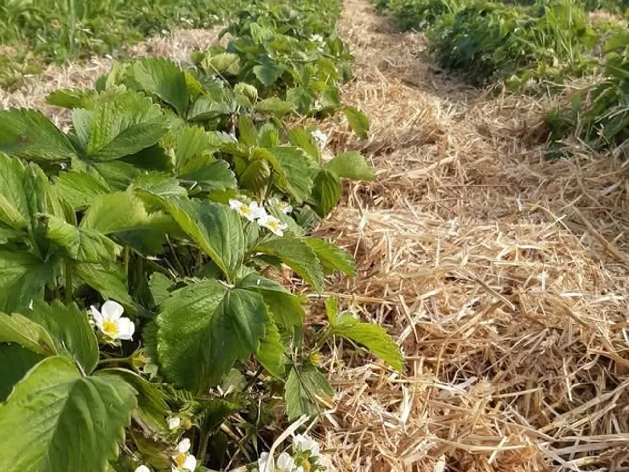 Billede 1 - Agerskov halmsnitter til jordbær