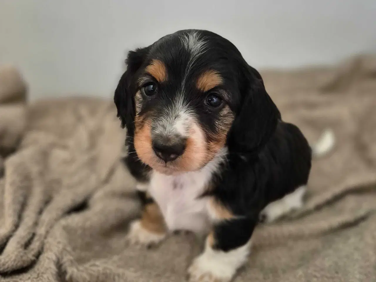 Billede 1 - Mini/dværg gravhund 