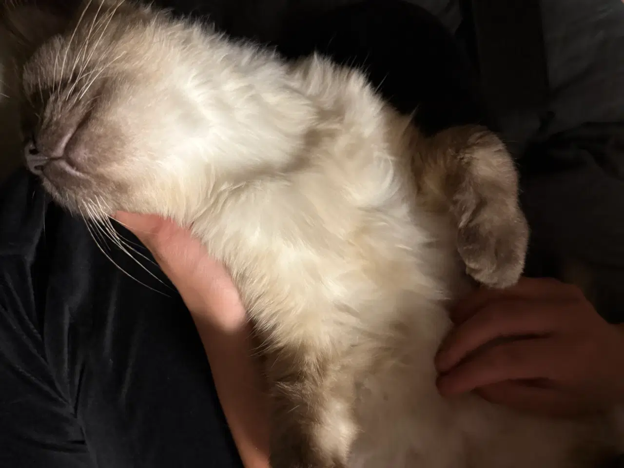 Billede 4 - Ragdoll hunkat 