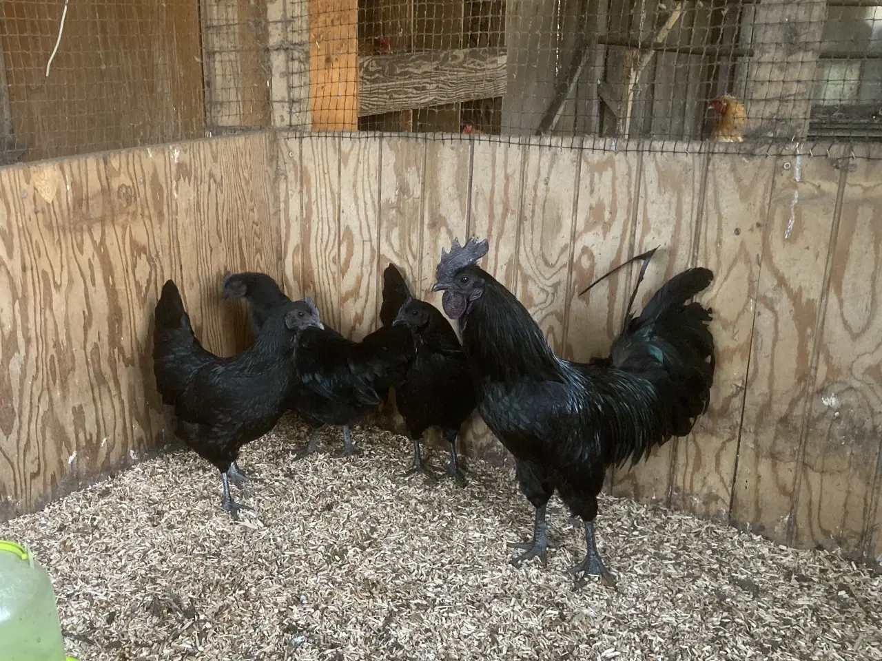 Billede 1 - Ayman Cemani