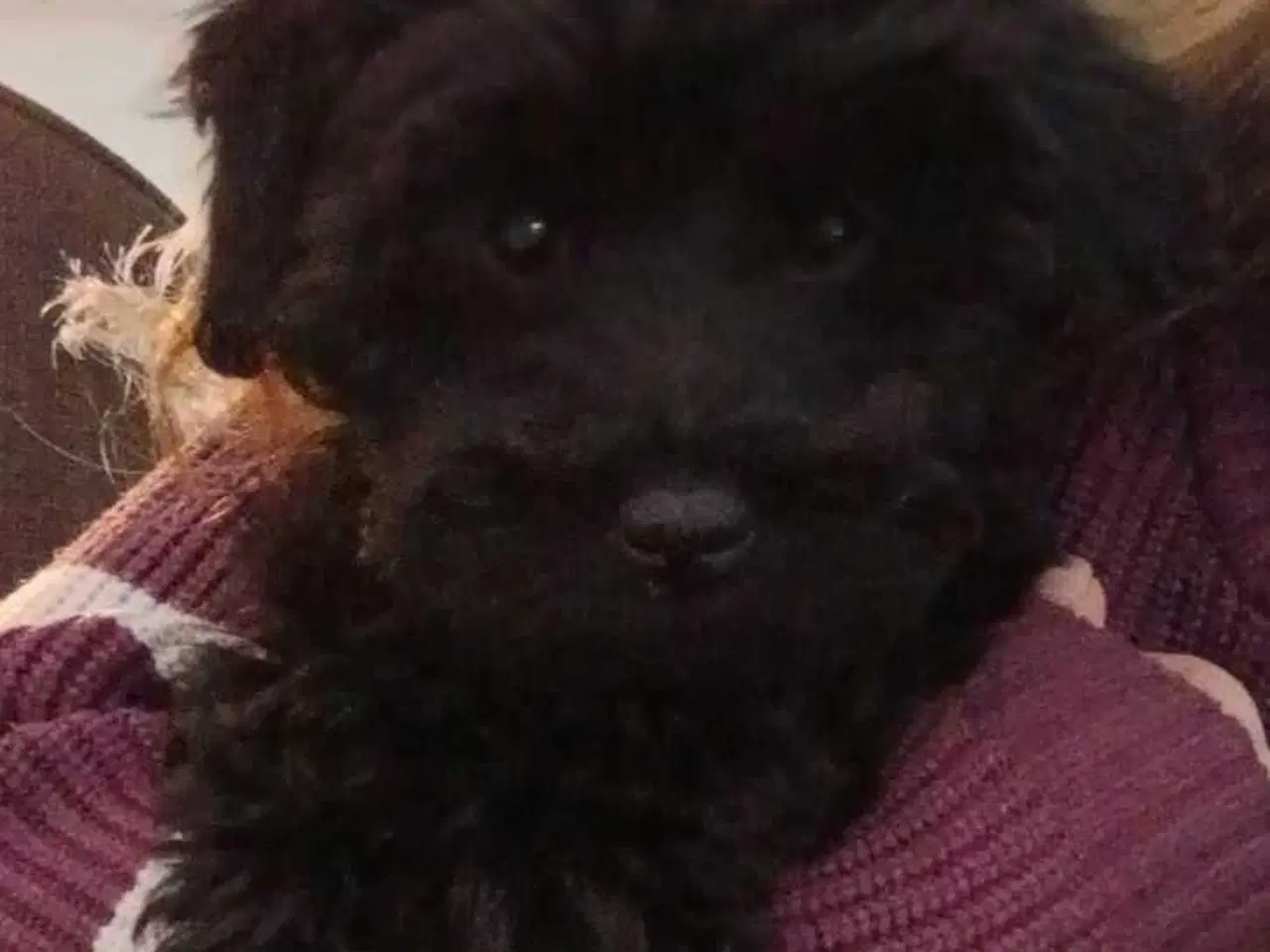 Billede 1 - Børnevenlige havapoo hvalpe sælges