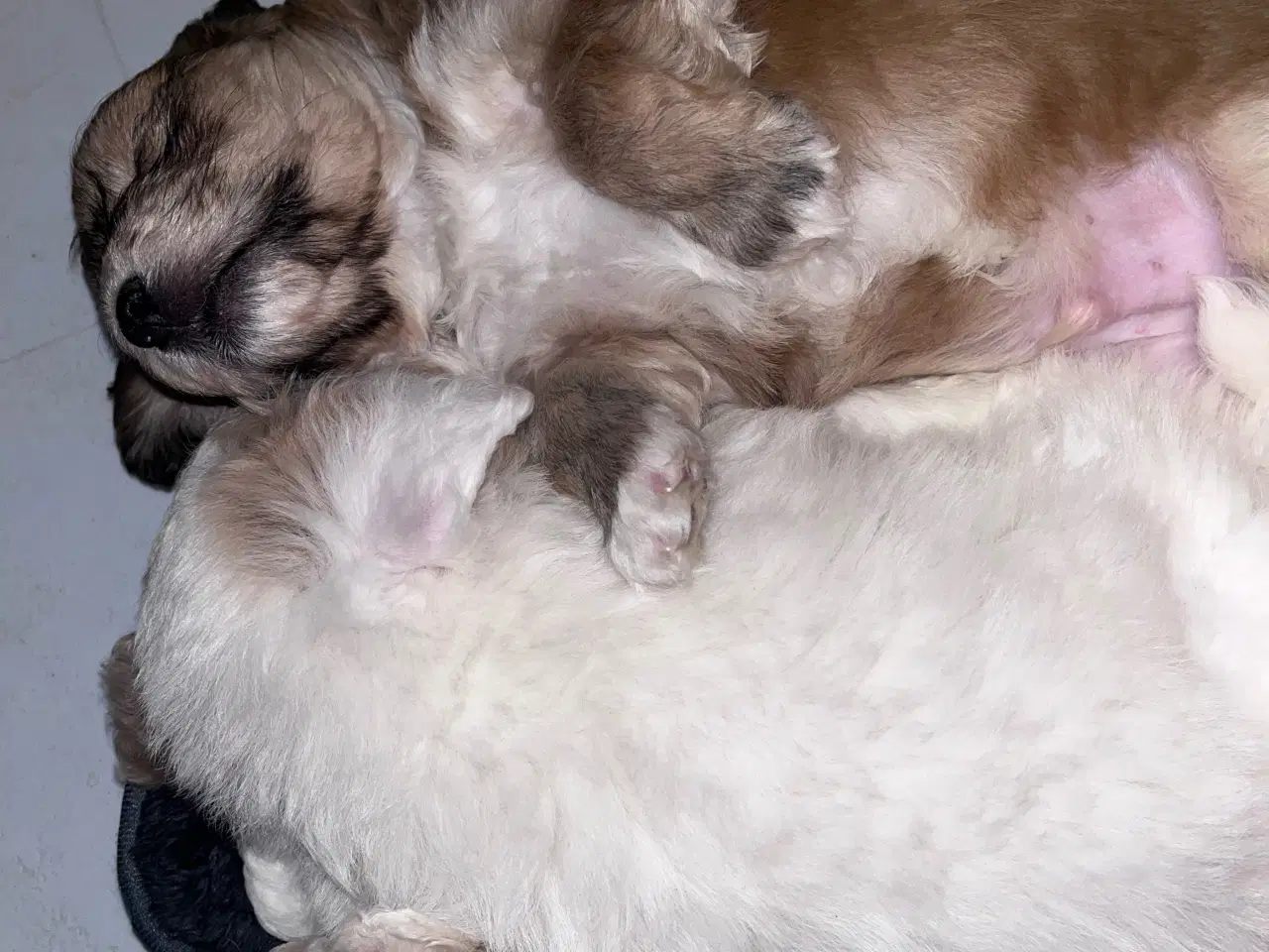 Billede 17 - Cottonpoo eller potton hvalpe