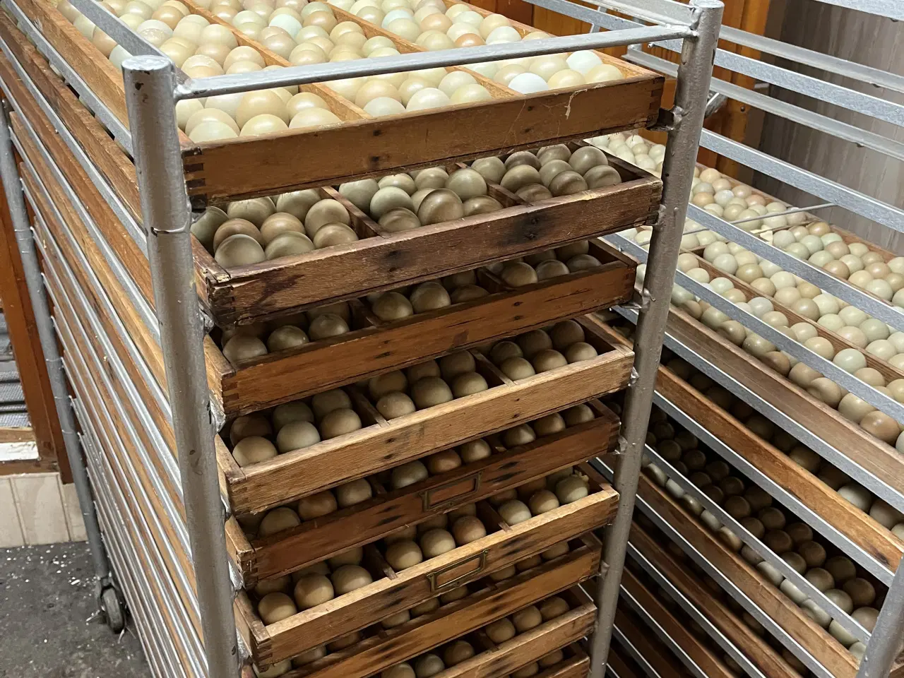 Billede 2 - Fasan kyllinger