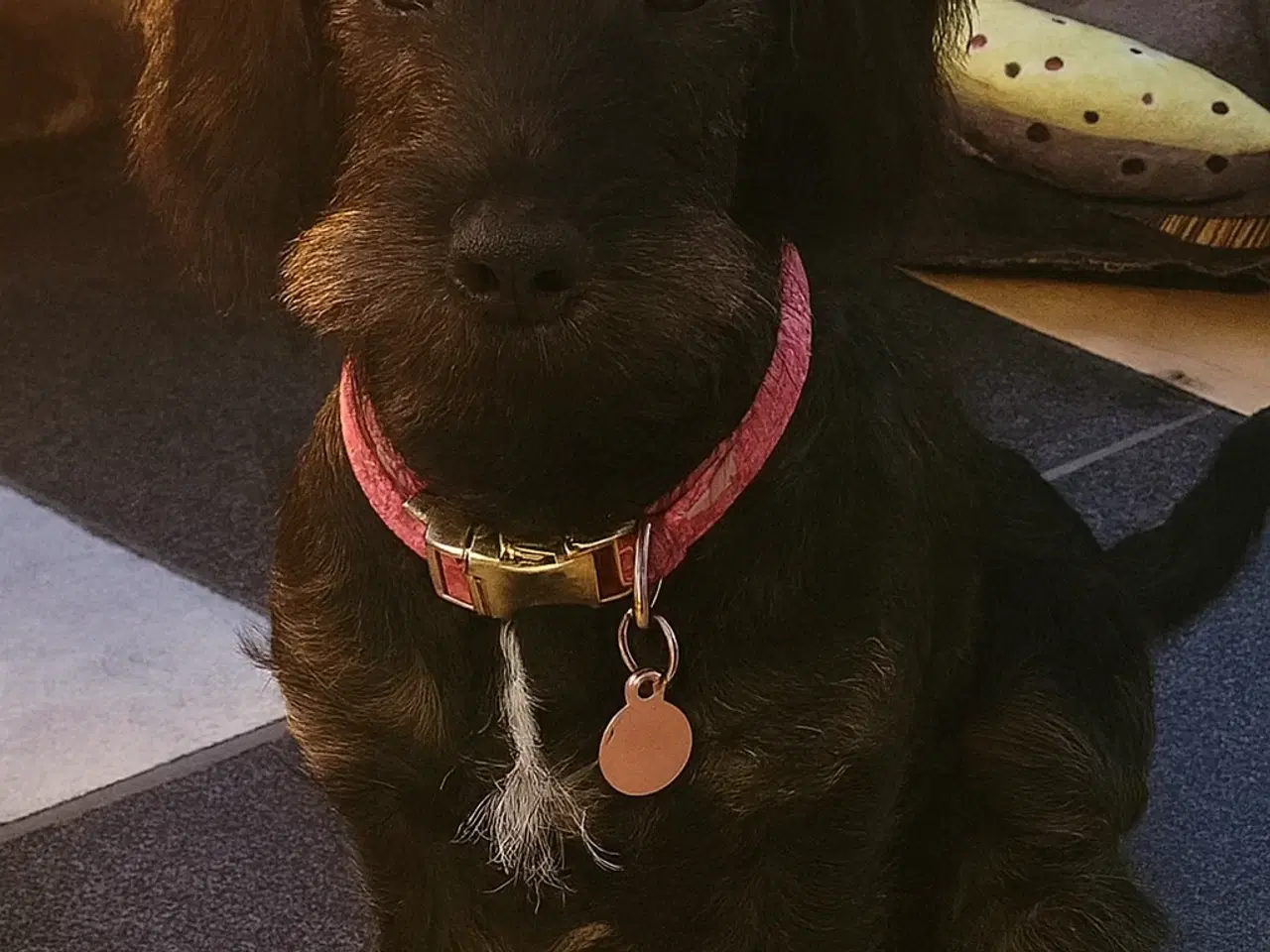 Billede 1 - Tæve 8 mdr gravhind/dansk svensk gårhund