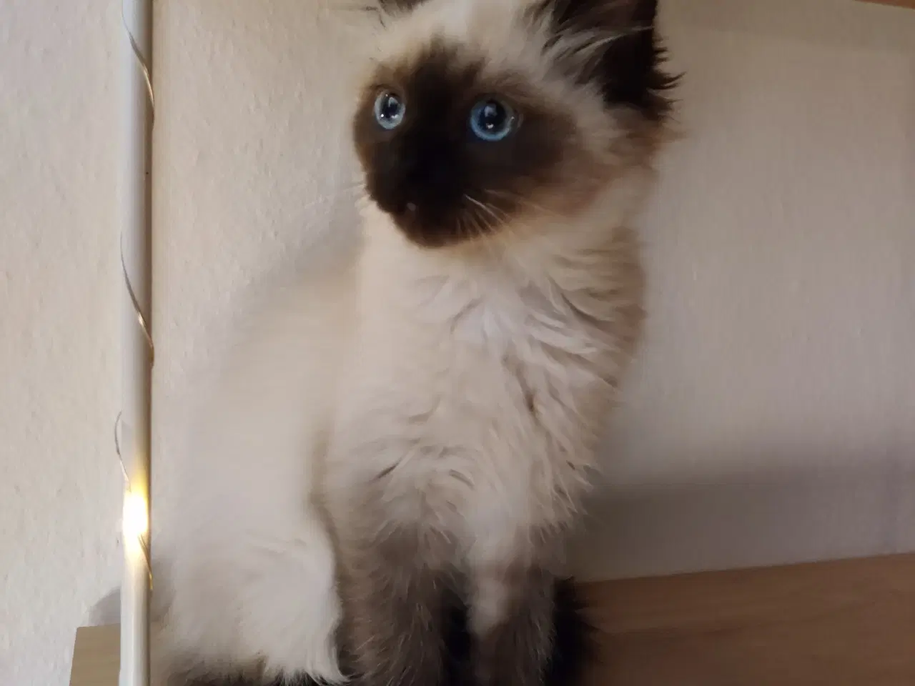 Billede 2 - Hellig Birma pige