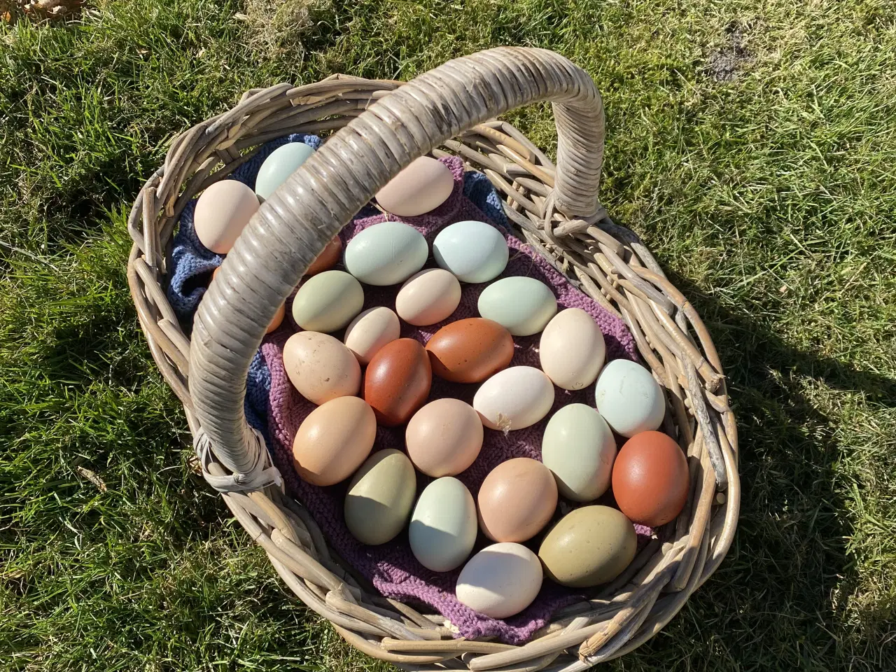 Billede 5 - Rugeæg i mange farver fra blandet hønseflok
