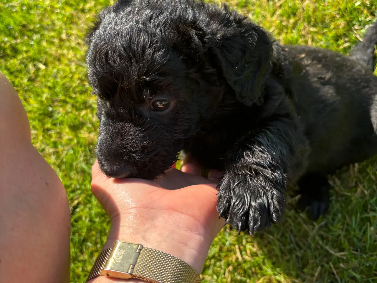 Billede 2 - Labradoodle hvalp klar til nyt hjem