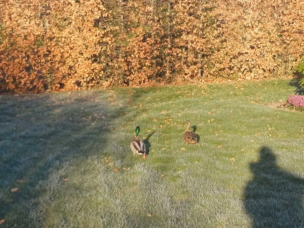 Billede 1 - Gråandrik