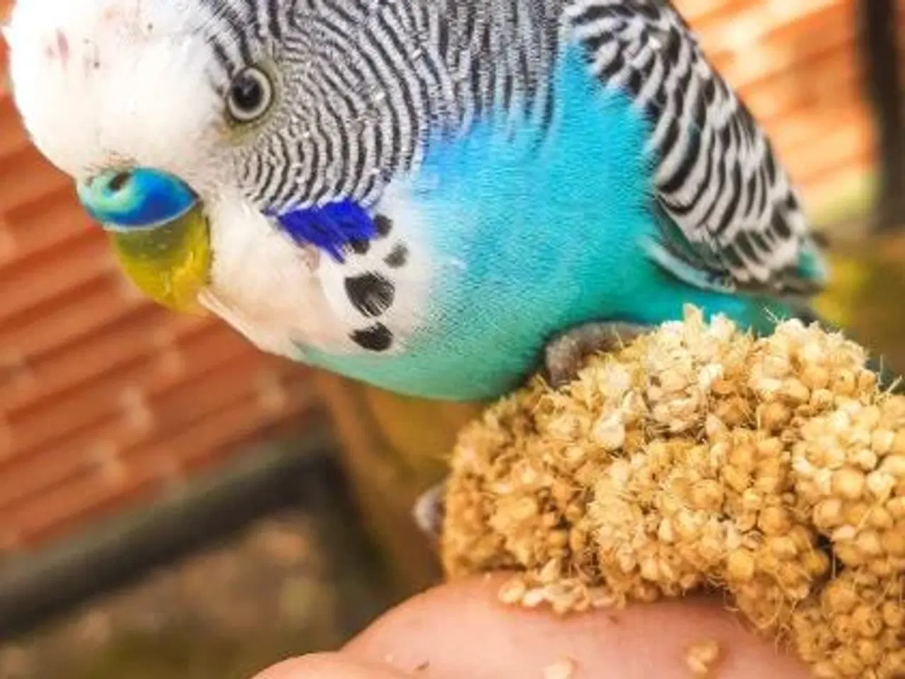 Billede 7 - Undulat (er), blå og grønne, hanner og hunner