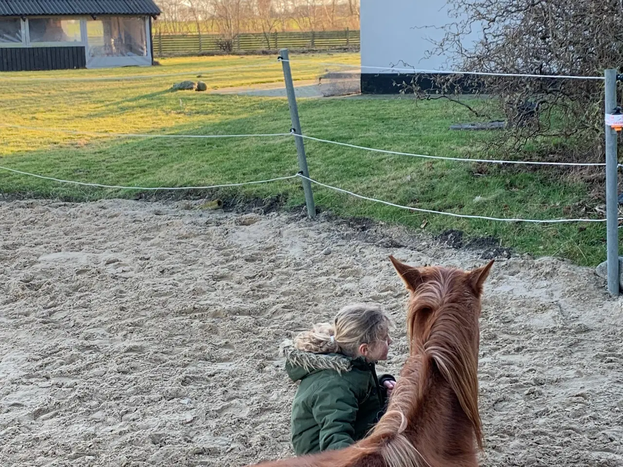 Billede 8 - 2 år hannoveranerhoppe til dressur