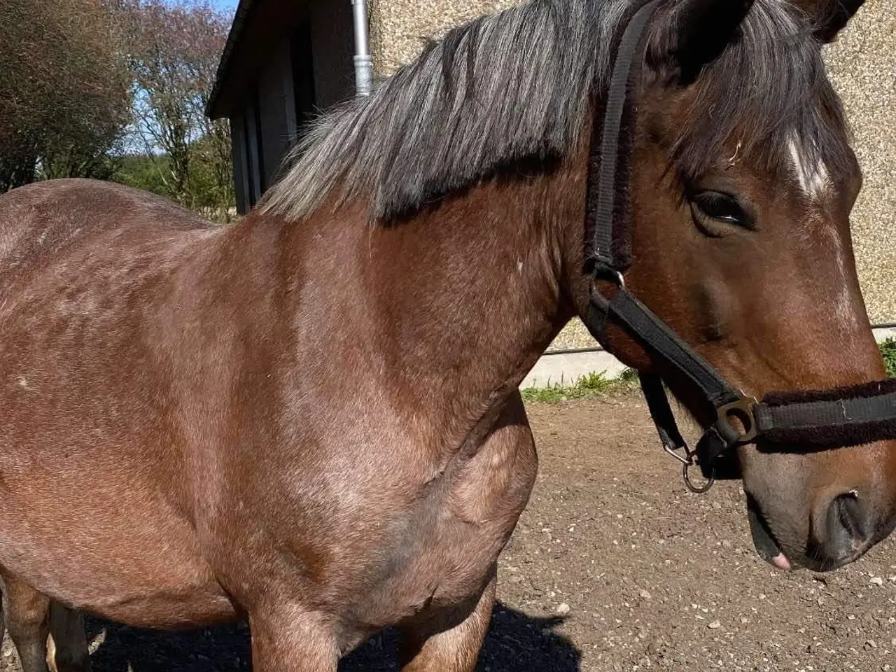 Billede 2 - Charmende pony søger nyt hjem 