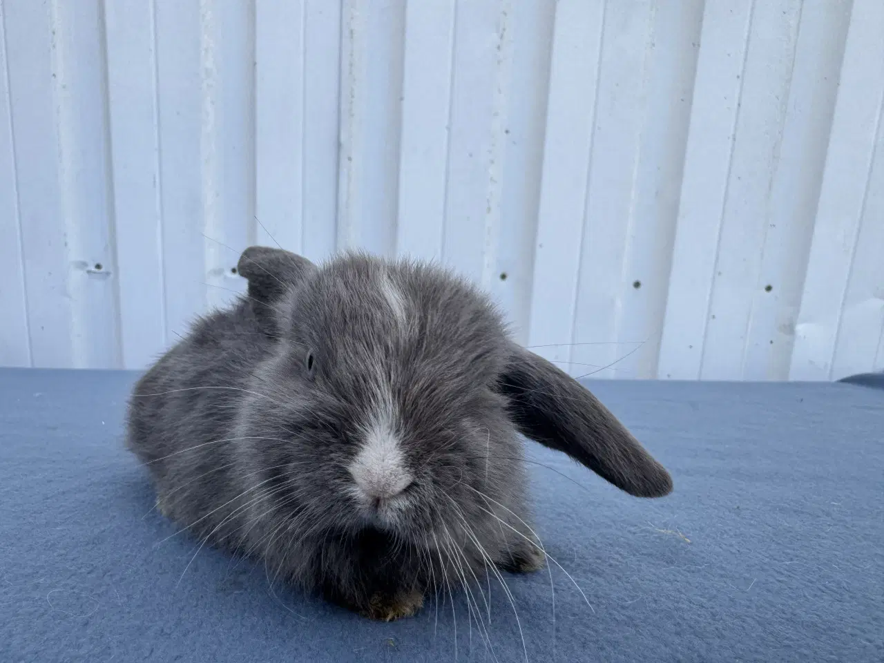 Billede 5 - Dværgvædder hunkanin