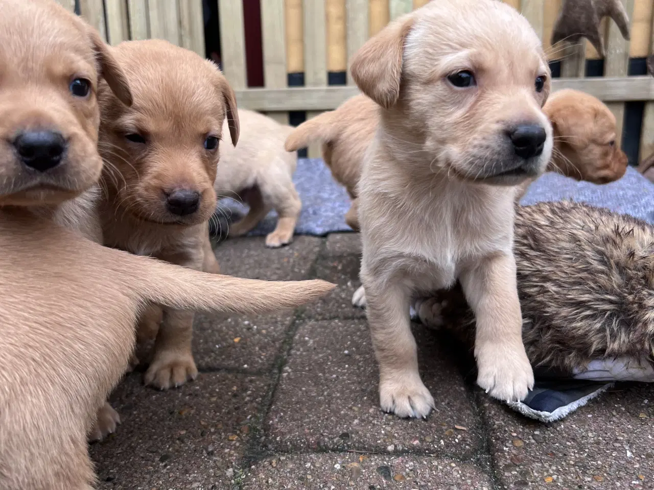 Billede 1 - Labrador hvalpe til salg