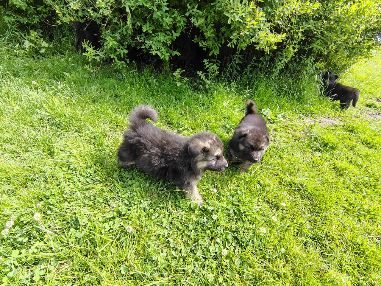 Billede 5 - Finsk Lapphund / langhåret schæfer hvalpe 