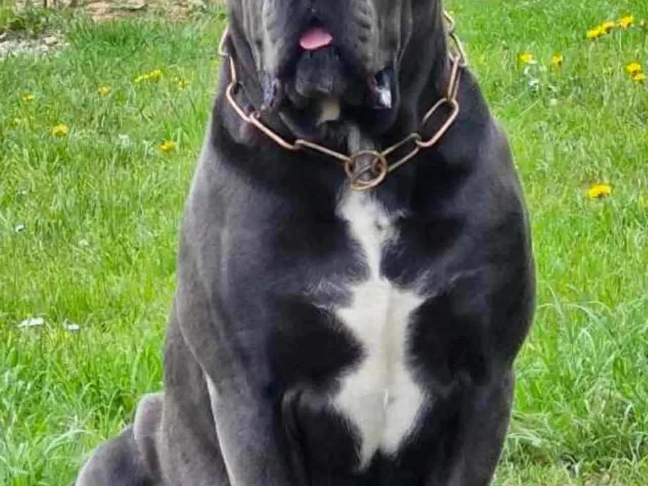 Billede 2 - Cane Corso/Rottweiler 