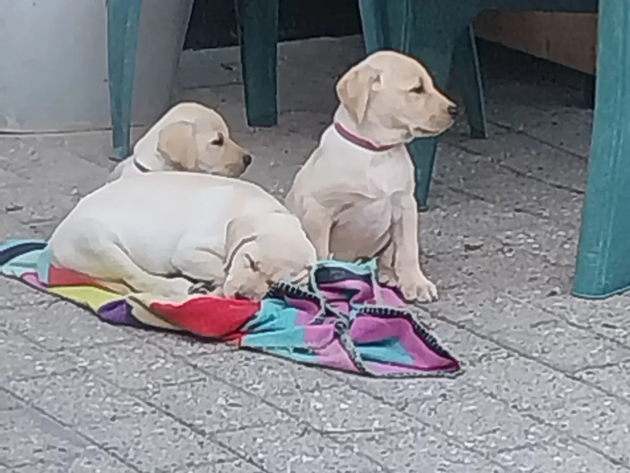 Billede 3 - Gule labrador hvalpe.