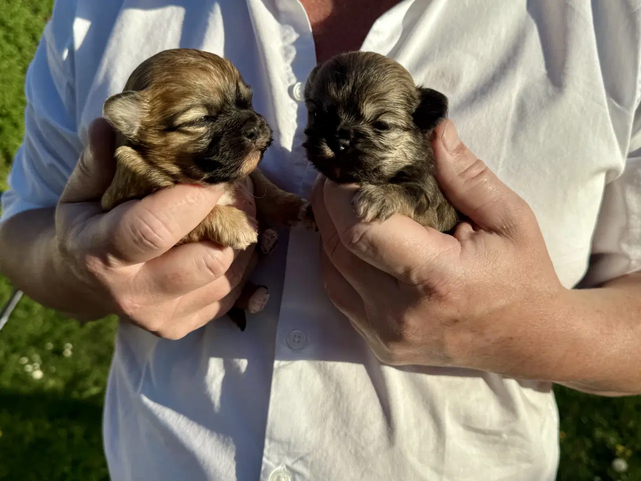 Billede 1 - Shih Tzu / Chihuahua hundehvalpe