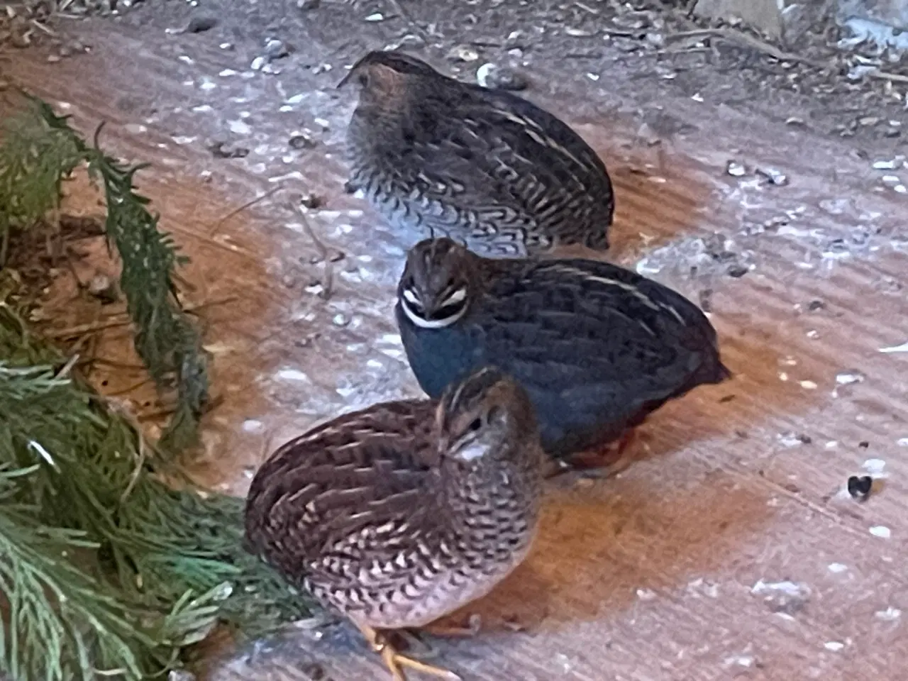 Billede 6 - Dværgvagtler naturfarvede sælges