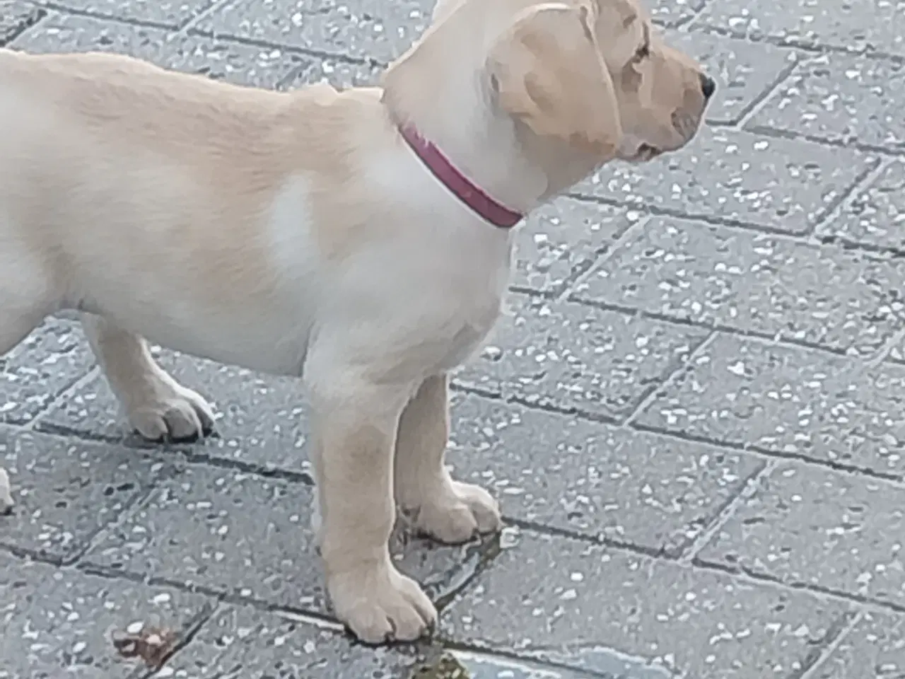Billede 11 - Gule labrador hvalpe.