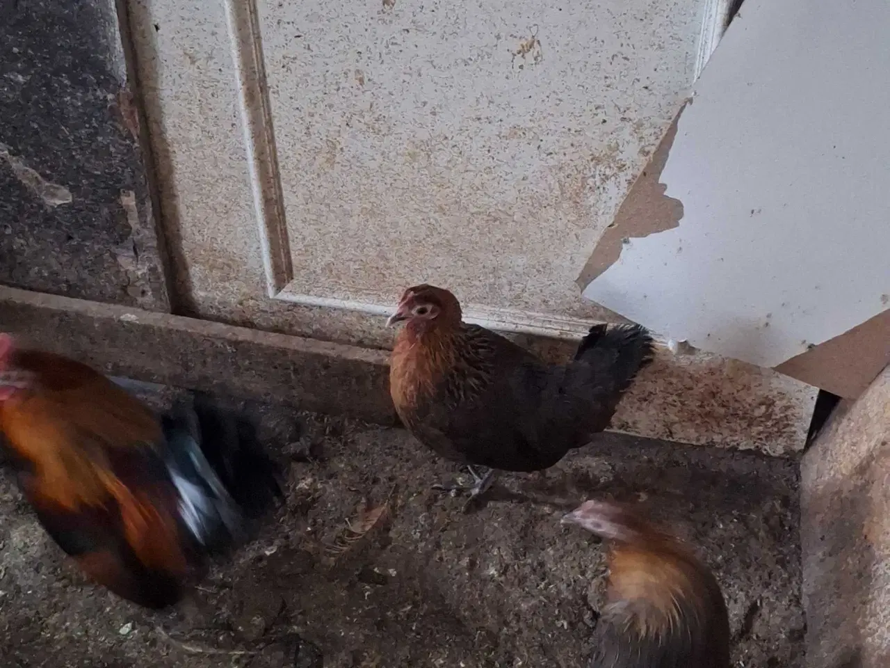 Billede 5 - Dansk landrace høns