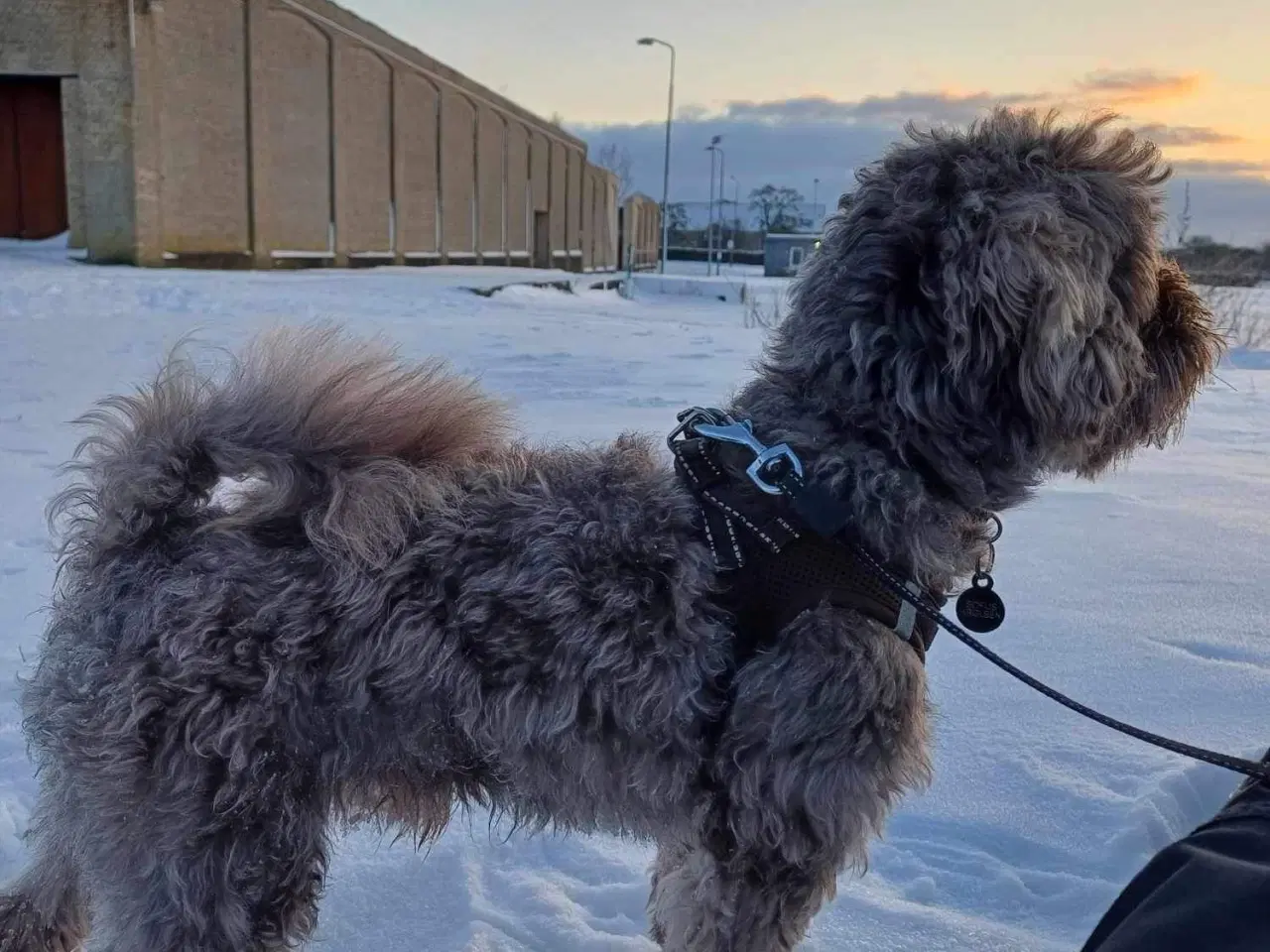 Billede 18 - Maltipoo Puddel Maltese