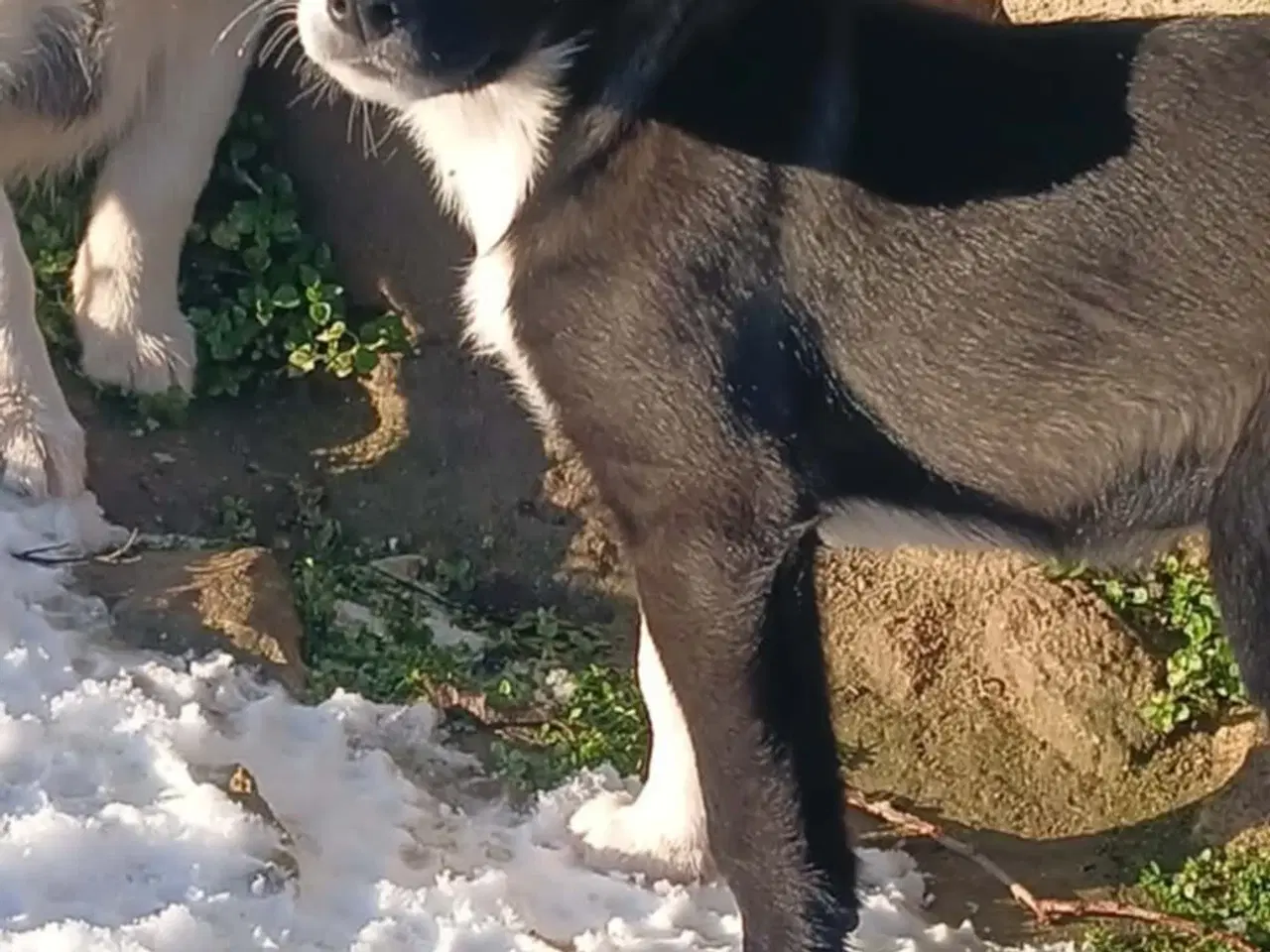 Billede 3 - Skønne Rikke søger sin første familie