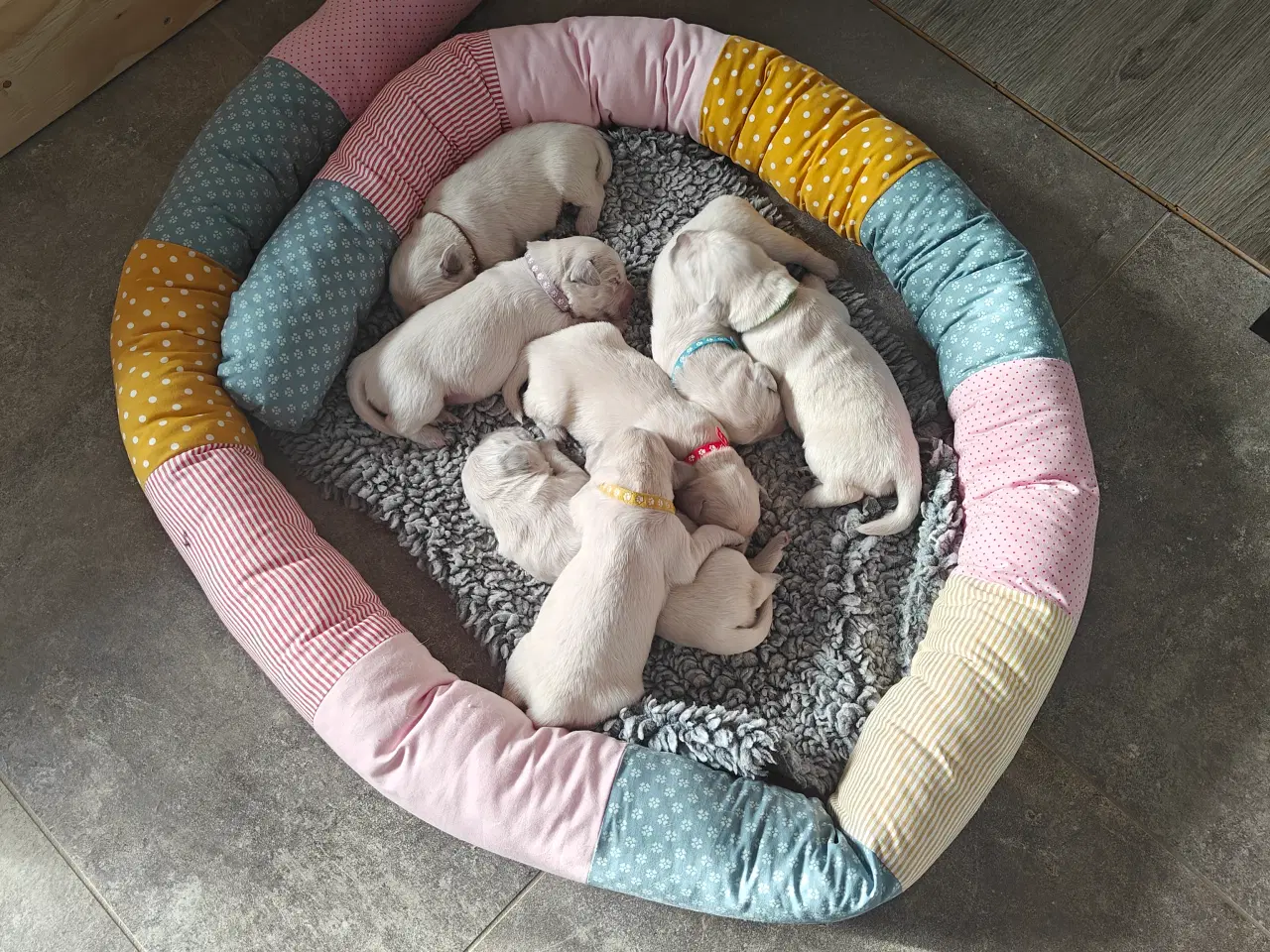 Billede 4 - Golden Retriever hvalpe