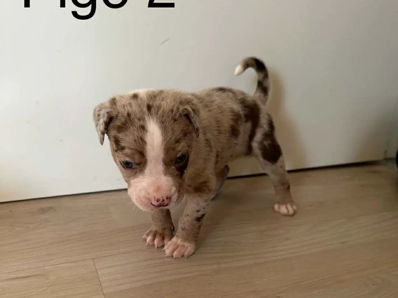 Billede 3 - Bull-Aussie