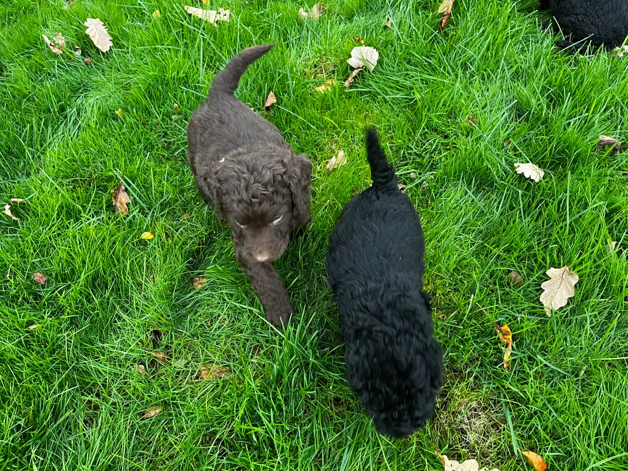 Billede 8 - Labradoodle hvalpe søger nye hjem 
