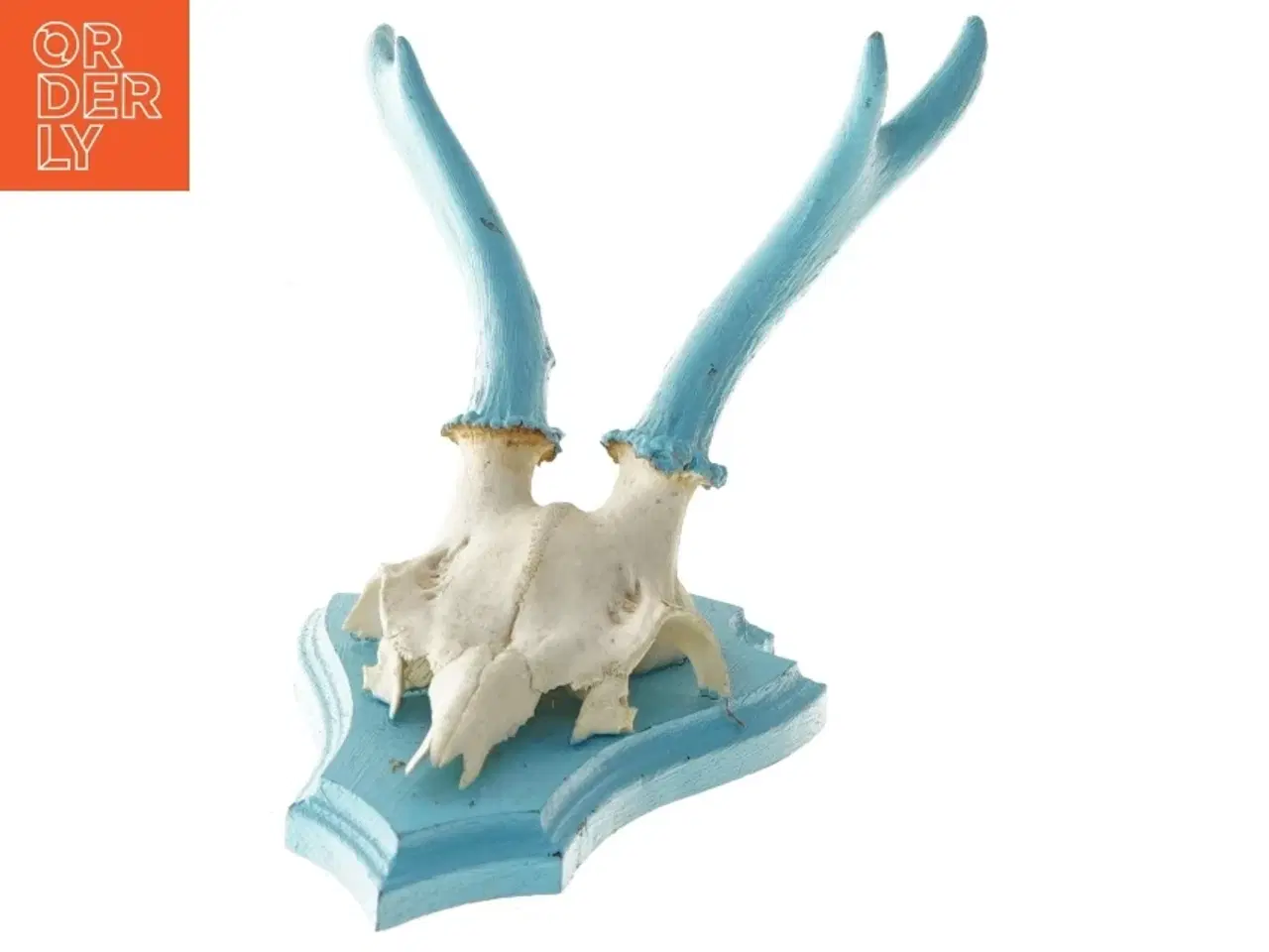 Billede 2 - Dekorativt kranie med blå horn (str. 30x16 cm)