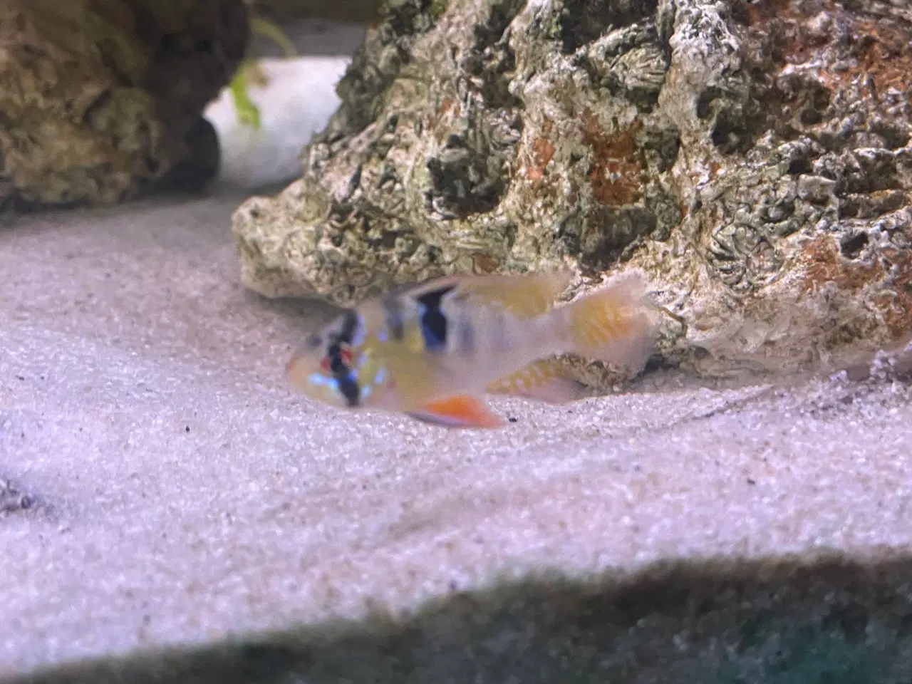 Billede 5 - 5 Sommerfuglecichlider