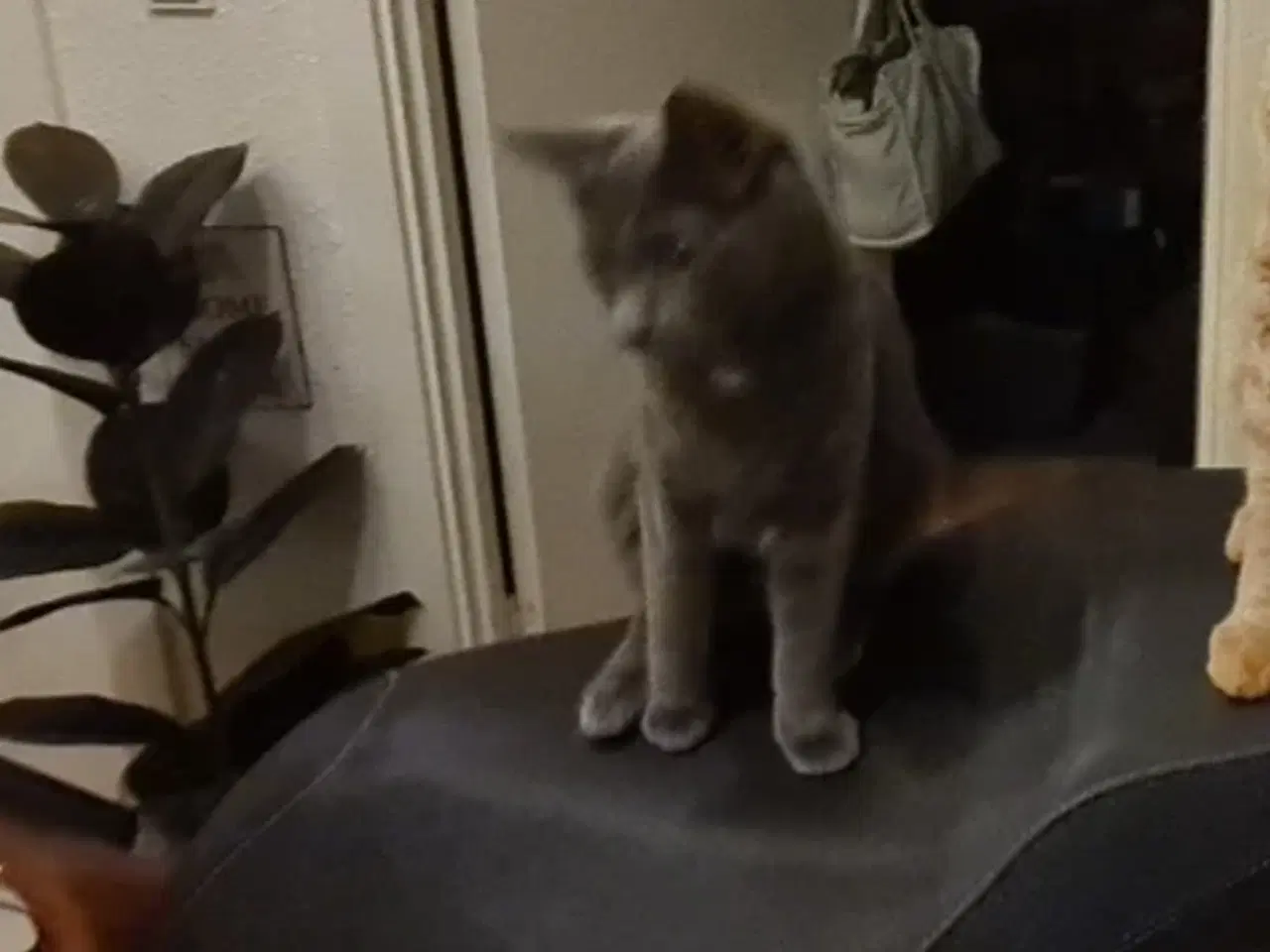 Billede 4 - Kat sælges koksgrå