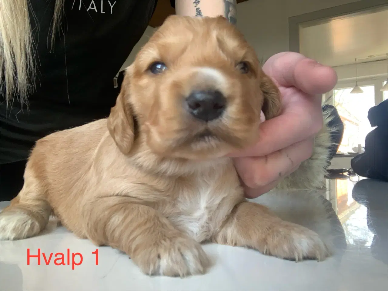 Billede 1 - Cocker Spaniel Hvalpe